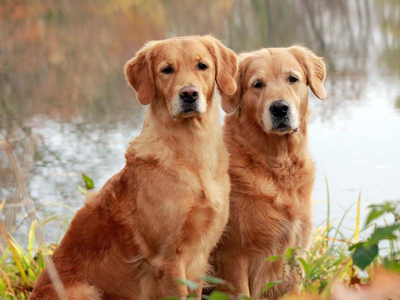Tierkrankenversicherung
